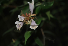 Abelia macrotera