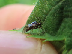 Deraeocoris nebulosus