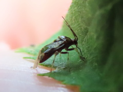 Deraeocoris nebulosus