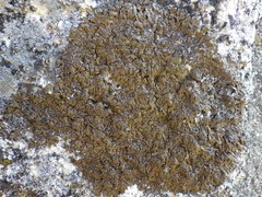 Xanthoparmelia delisei