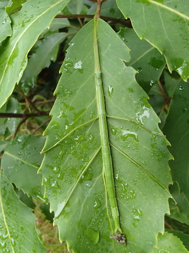 Smooth Stick Insect photo 3