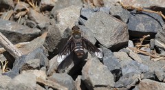 Hemipenthes edwardsii