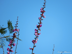 Macropsychanthus bicolor