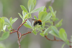 Andrena milwaukeensis