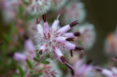 Erica eriocephala