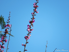 Macropsychanthus bicolor