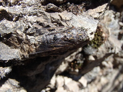 Amphipsalta strepitans