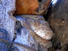 Trimorphodon paucimaculatus