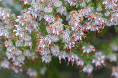 Erica eriocephala