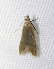 Dichomeris punctidiscellus