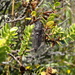 Maoricicada cassiope - Photo (c) Jacob Littlejohn,  זכויות יוצרים חלקיות (CC BY-SA), uploaded by Jacob Littlejohn