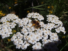 Leioproctus fulvescens
