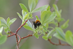 Andrena milwaukeensis