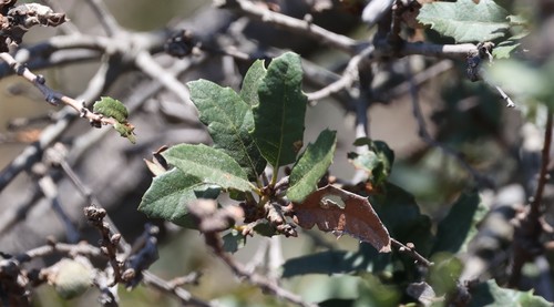 photo of California Scrub Oak (Quercus berberidifolia)