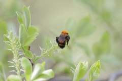 Andrena milwaukeensis