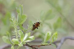 Andrena milwaukeensis