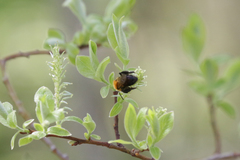 Andrena milwaukeensis