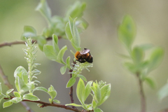 Andrena milwaukeensis
