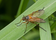 Rhagio immaculatus
