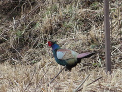 Phasianus versicolor