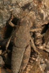 Brachaspis nivalis