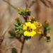photo of Clustered Tarweed (Deinandra fasciculata)