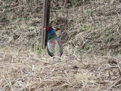 Phasianus versicolor