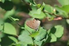 Coenonympha haydenii