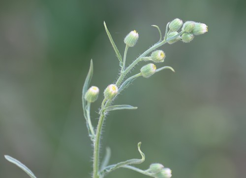 photo of Flax-leaved Horseweed (Erigeron bonariensis)