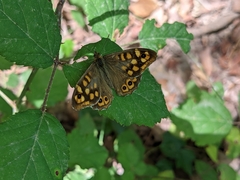 Pararge aegeria