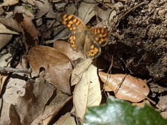 Pararge aegeria