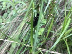 Lophocampa argentata