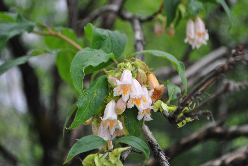 Dipelta yunnanensis