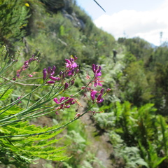 Indigofera filifolia