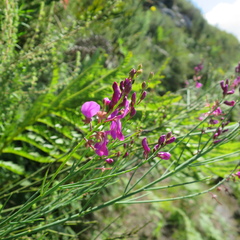 Indigofera filifolia