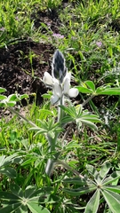 Lupinus pilosus