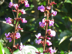 Macropsychanthus bicolor