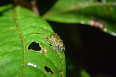 Cophyla grandis