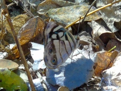 Dynamine postverta mexicana