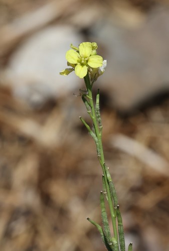 photo of Shortpod Mustard (Hirschfeldia incana)