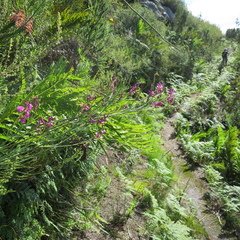 Indigofera filifolia