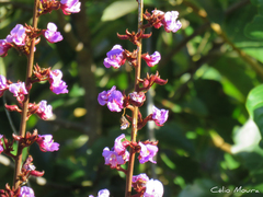 Macropsychanthus bicolor
