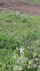 Lupinus pilosus