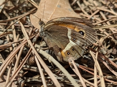 Pyronia bathseba