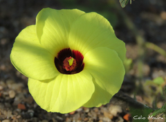 Pavonia cancellata