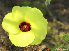 Pavonia cancellata