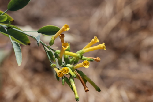 photo of Tree Tobacco (Nicotiana glauca)