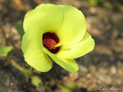 Pavonia cancellata