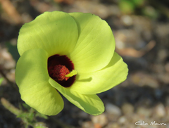 Pavonia cancellata