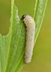 Phymatocera aterrima